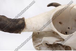 skull antler 0018